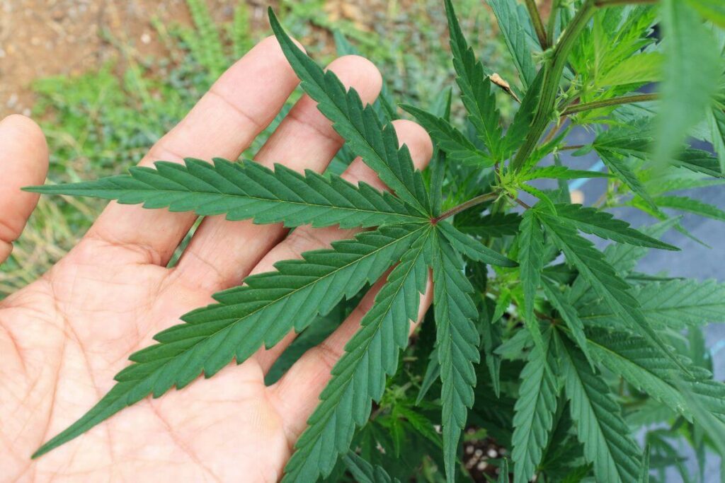 מדוע CBD עובד טוב יותר בשילוב עם קצת THC?