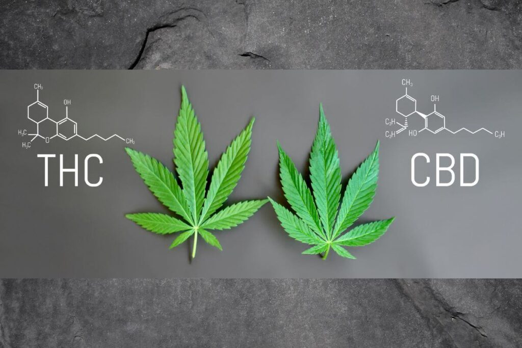 מדוע CBD עובד טוב יותר בשילוב עם קצת THC?