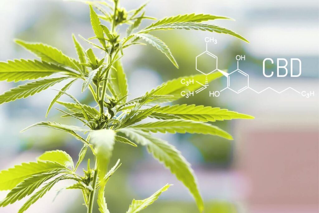 מדוע CBD עובד טוב יותר בשילוב עם קצת THC?