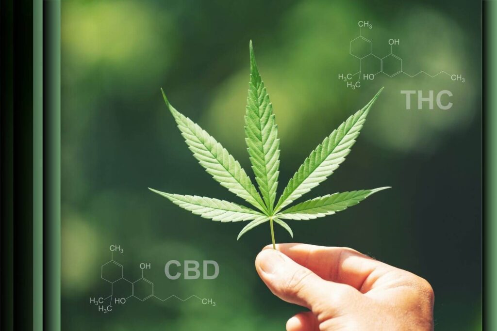 מדוע CBD עובד טוב יותר עם THC?