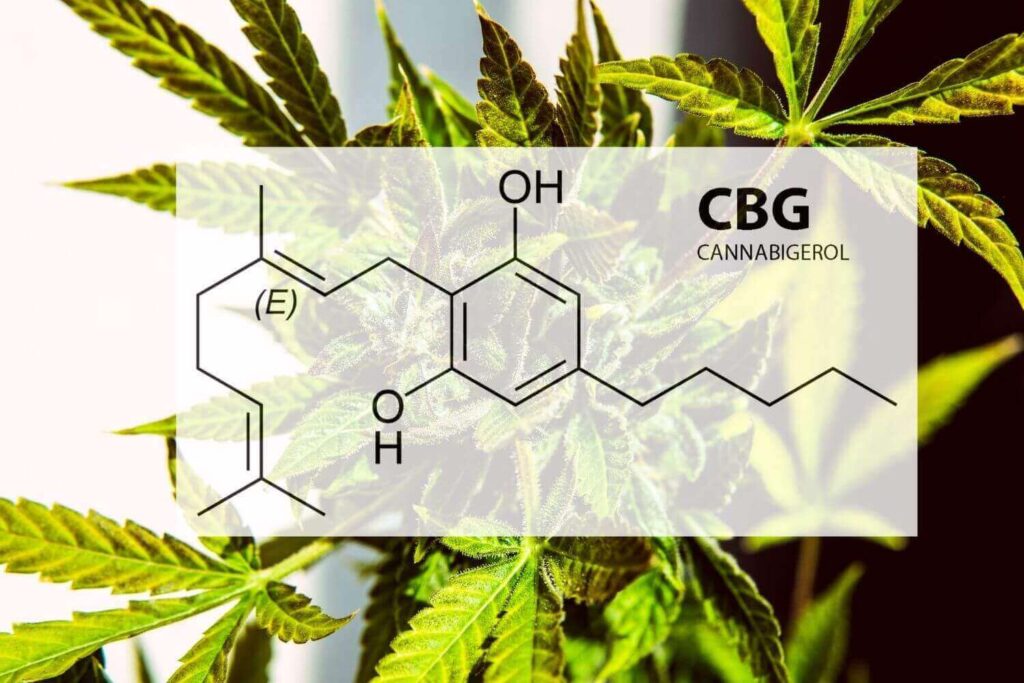 האם CBG הוא ה CBD החדש